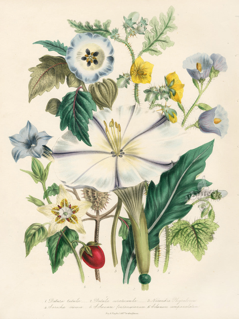 Loudon 1840 Horny-Stemmed Thorn-Apple