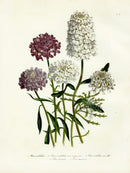 Loudon 1840 Iberis - Panteek Antique Prints