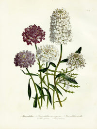 Loudon 1840 Iberis - Panteek Antique Prints