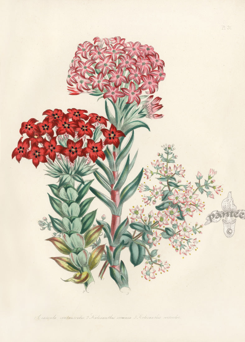 Loudon 1840 Kalosanthes Coccinea