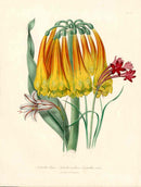 Loudon 1840 Knysna Amaryllis Lily - Panteek Antique Prints