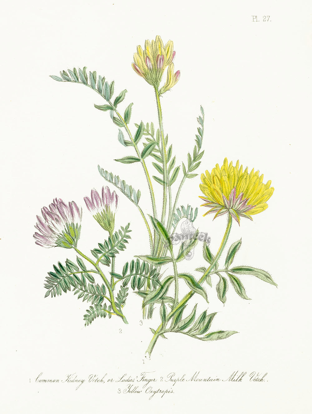 Loudon 1840 Ladies' Finger, Purple Mountain