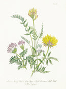 Loudon 1840 Ladies' Finger, Purple Mountain - Panteek Antique Prints