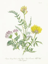 Loudon 1840 Ladies' Finger, Purple Mountain - Panteek Antique Prints