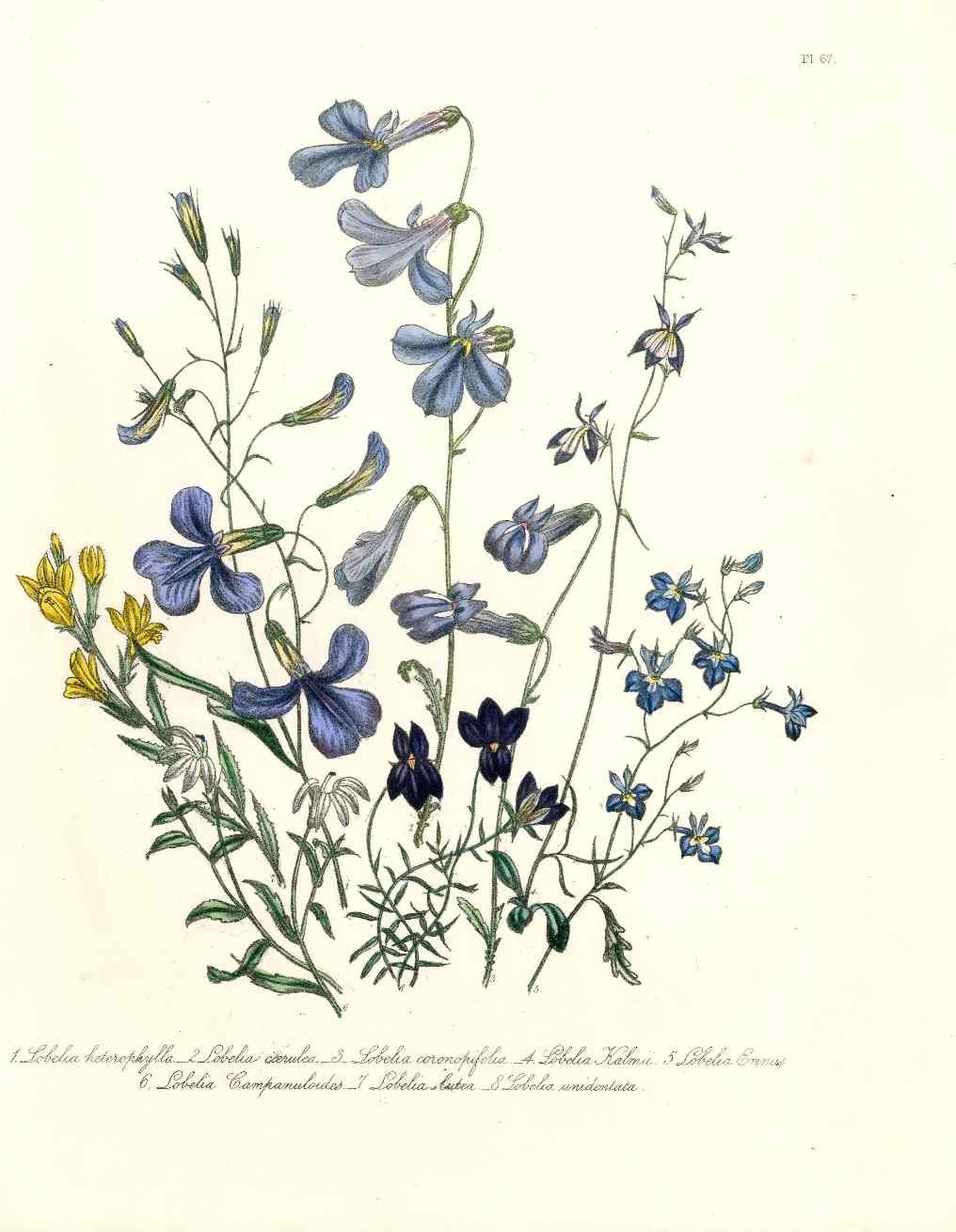 Loudon 1840 Lobelia