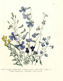 Loudon 1840 Lobelia - Panteek Antique Prints