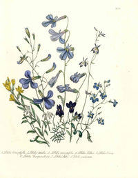 Loudon 1840 Lobelia - Panteek Antique Prints