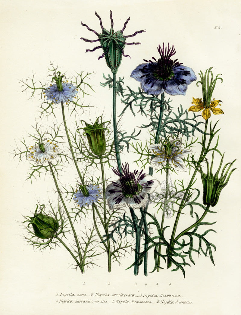 Loudon 1840 Love in the Mist, Nigella