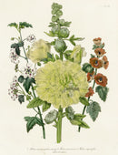 Loudon 1840 Lupine - Panteek Antique Prints