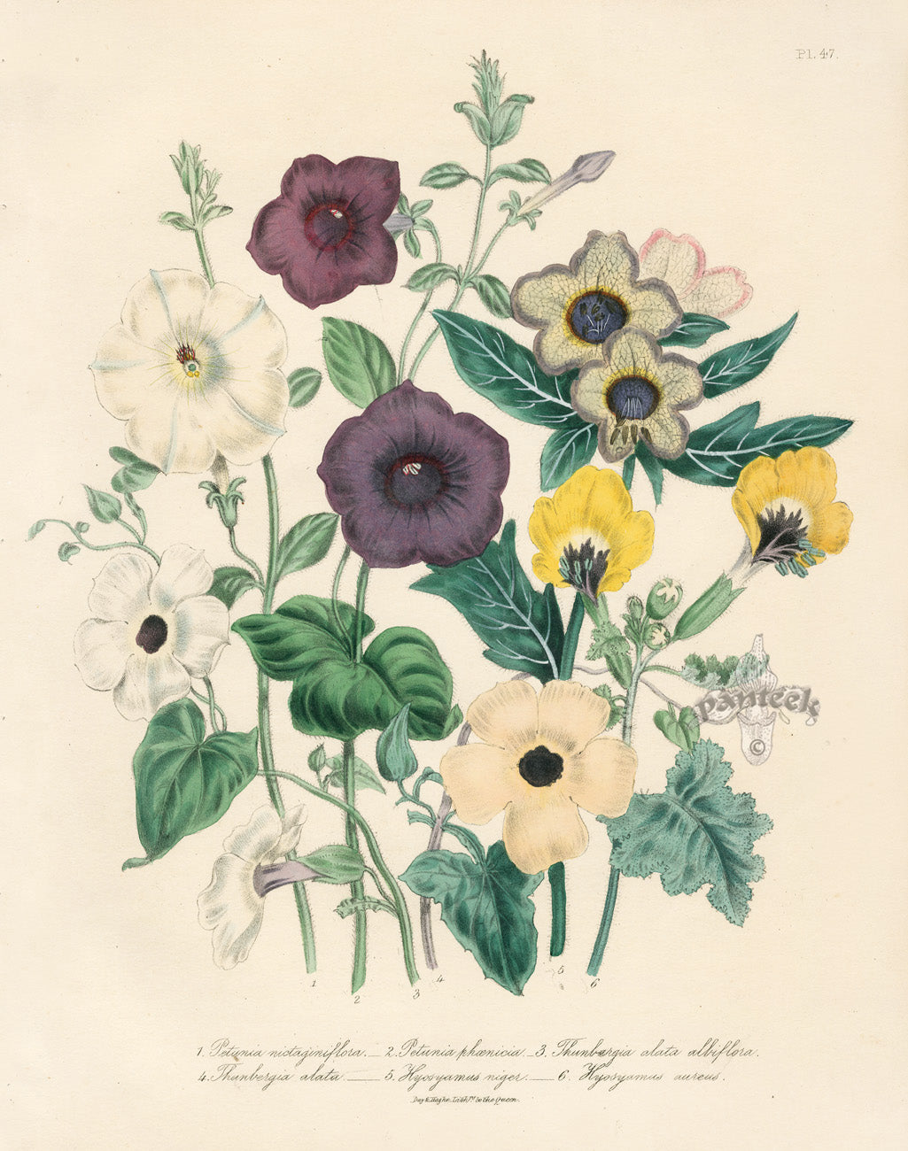 Loudon 1840 Marvel of Peru