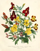 Loudon 1840 Mimulus Maclaiana - Panteek Antique Prints