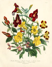 Loudon 1840 Mimulus Maclaiana - Panteek Antique Prints