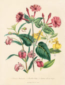 Loudon 1840 Mirabilis Jalapa - Panteek Antique Prints