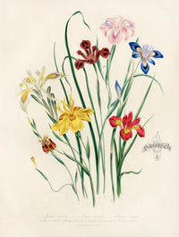 Loudon 1840 Morea Angusta Iris - Panteek Antique Prints