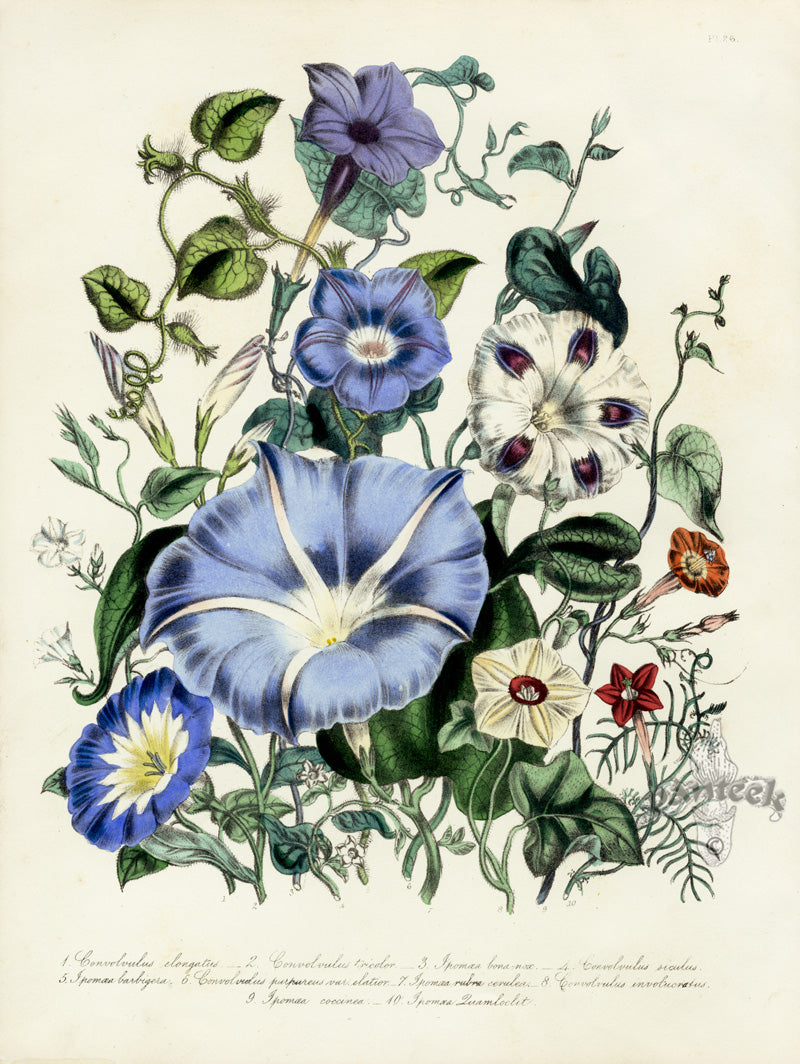 Loudon 1840 Morning Glory