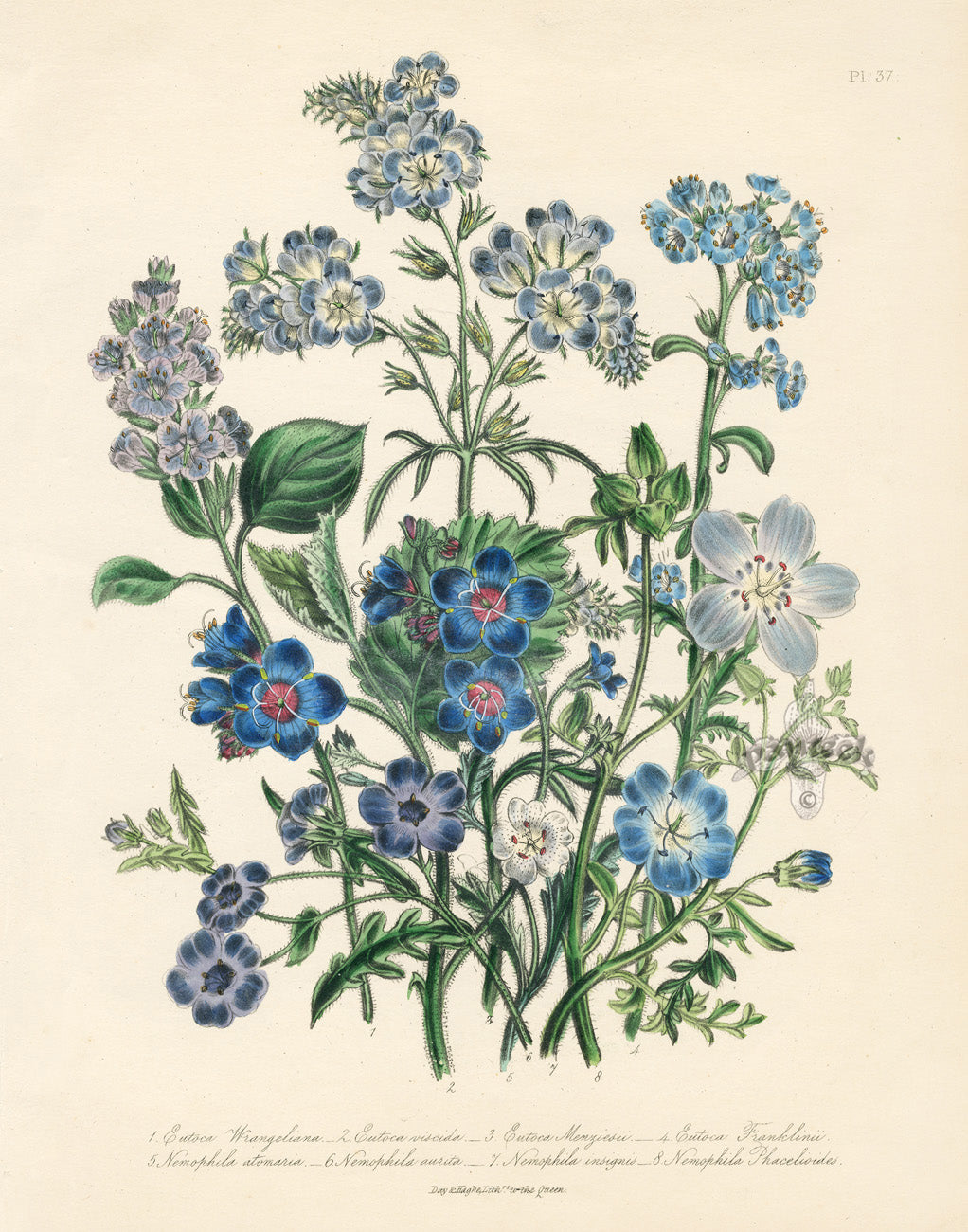 Loudon 1840 Mr. Menzies' Eutoca