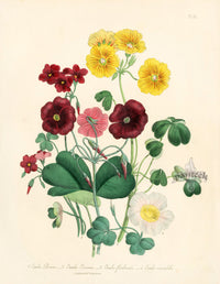 Loudon 1840 Oxalis Bowei - Panteek Antique Prints