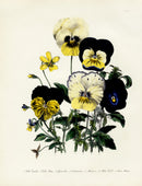 Loudon 1840 Pansy, Violet - Panteek Antique Prints