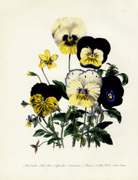 Loudon 1840 Pansy, Violet - Panteek Antique Prints