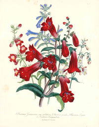 Loudon 1840 Penstemon - Panteek Antique Prints