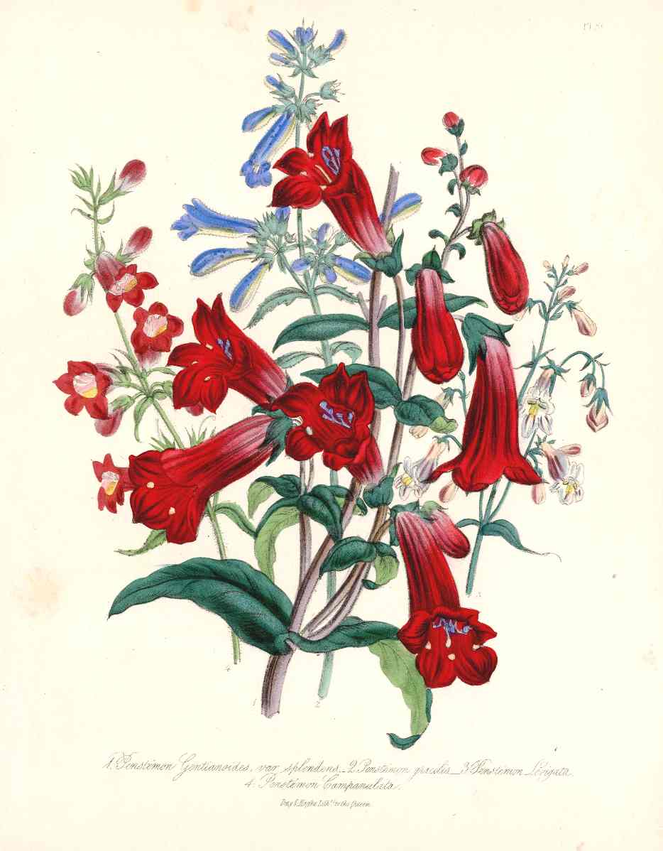 Loudon 1840 Penstemon