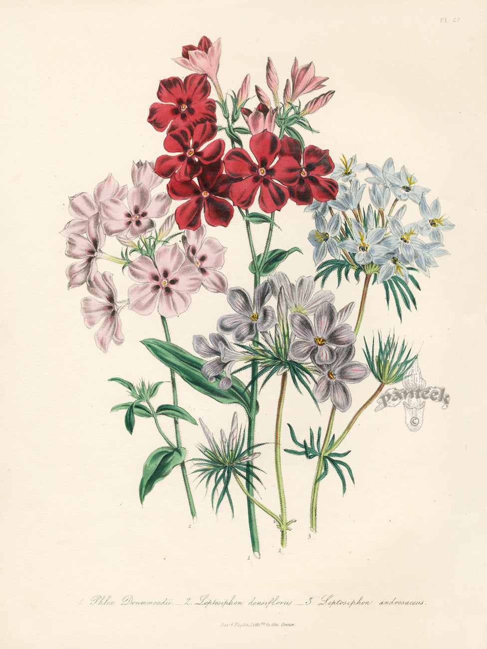 Loudon 1840 Phlox Drummondi