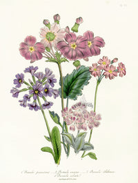 Loudon 1840 Primula - Panteek Antique Prints