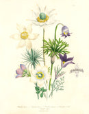 Loudon 1840 Pulsatilla Pratensis - Panteek Antique Prints