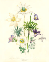 Loudon 1840 Pulsatilla Pratensis - Panteek Antique Prints