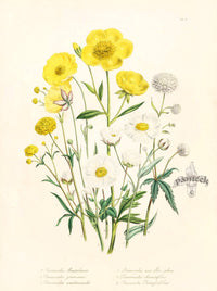 Loudon 1840 Ranunculus Monspeliacus - Panteek Antique Prints
