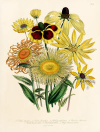 Loudon 1840 Rudbeckia - Panteek Antique Prints