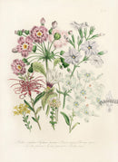 Loudon 1840 Ruellia Ciliatiflora - Panteek Antique Prints