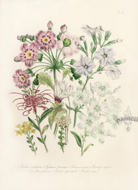 Loudon 1840 Ruellia Ciliatiflora - Panteek Antique Prints