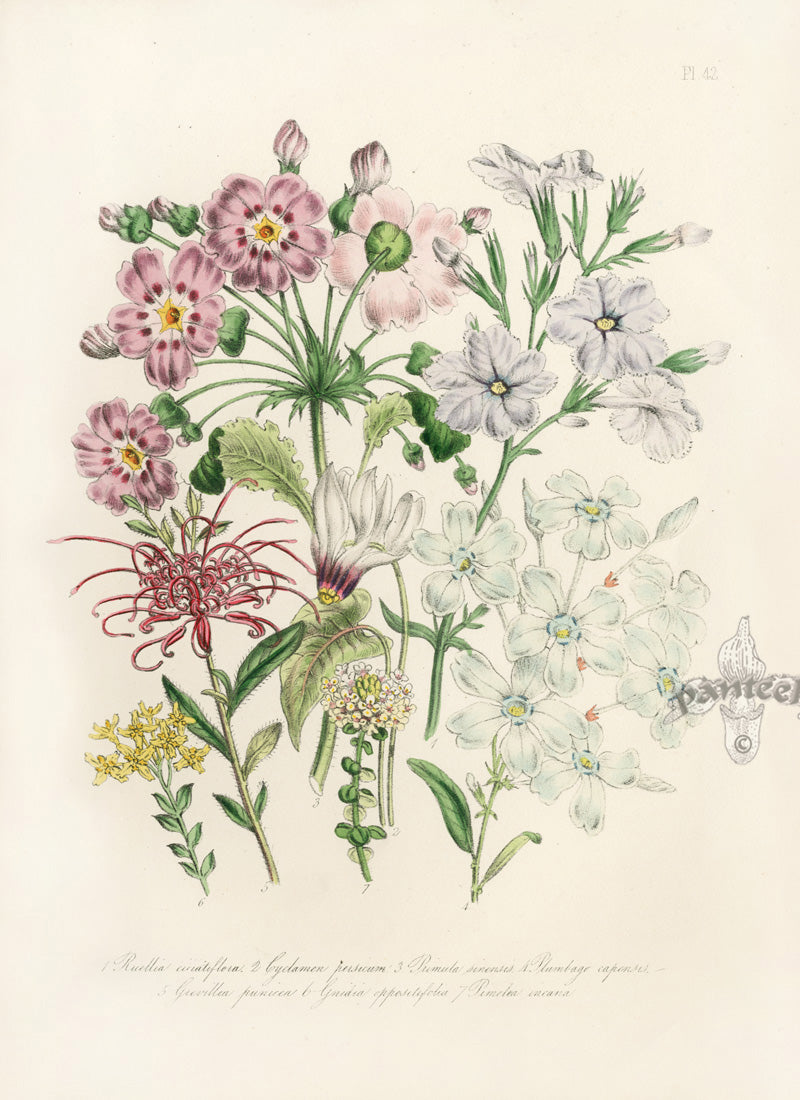 Loudon 1840 Ruellia Ciliatiflora