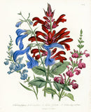 Loudon 1840 Salvia - Panteek Antique Prints