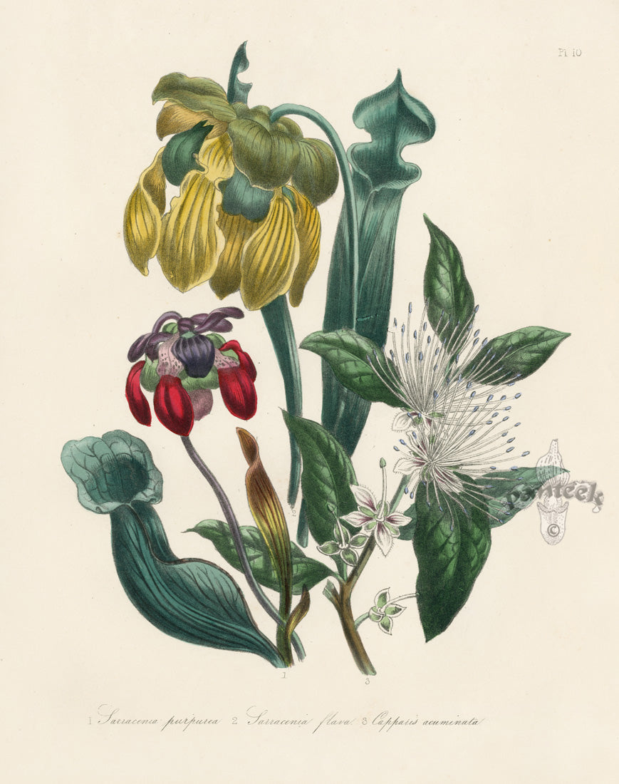 Loudon 1840 Side Saddle Flower