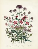 Loudon 1840 Silene - Panteek Antique Prints