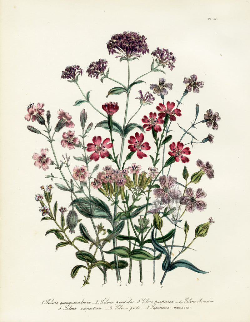 Loudon 1840 Silene