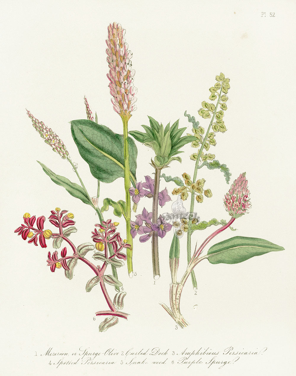 Loudon 1840 Snake Weed, Purple Spurge