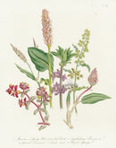 Loudon 1840 Snake Weed, Purple Spurge - Panteek Antique Prints