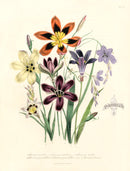 Loudon 1840 Sparaxis Pendula - Panteek Antique Prints