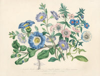 Loudon 1840 The Atriplex-Leaved Nolana - Panteek Antique Prints