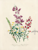Loudon 1840 The Box-leaved Milkwort - Panteek Antique Prints