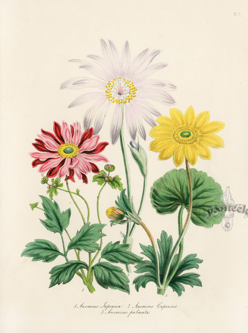 Loudon 1840 The Cape Anemone