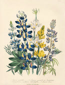 Loudon 1840 The Changeable Lupine - Panteek Antique Prints