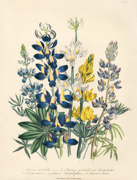 Loudon 1840 The Changeable Lupine - Panteek Antique Prints