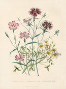 Loudon 1840 The Chinese Pink - Panteek Antique Prints