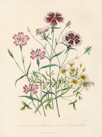 Loudon 1840 The Chinese Pink - Panteek Antique Prints