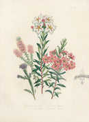Loudon 1840 The Fragrant Diosma - Panteek Antique Prints
