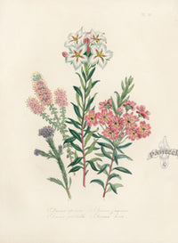 Loudon 1840 The Fragrant Diosma - Panteek Antique Prints